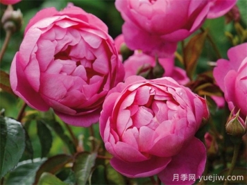 皇家庆典月季/皇家禧年/王室庆典