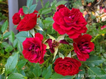 无条件的爱月季