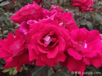 爱月季