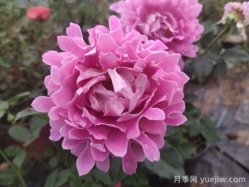 梦幻褶边月季/梦幻波浪