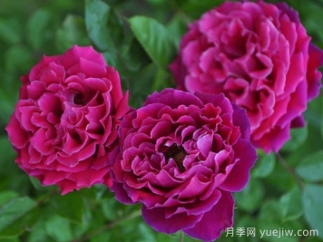 迷人褶边月季