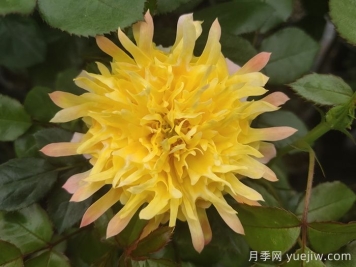 烟花波浪月季/烟花褶边