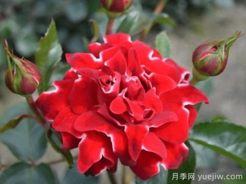 褶边红色夫人月季/红夫人波浪