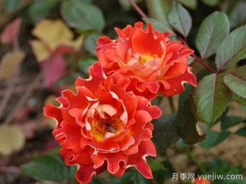 巧克力褶边月季/巧克力波浪