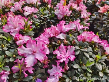 杜鹃花在北方的冬季养护