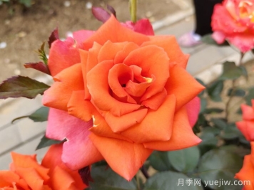 玫瑰，浪漫之花