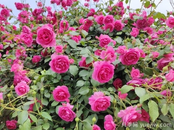 北方花园城市建设常用植物