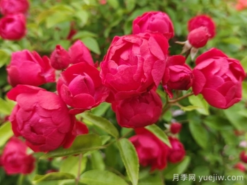 红木香，是月季还是木香