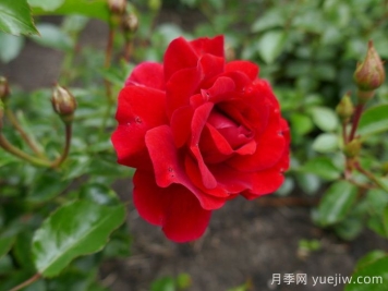 莎莎酱月季/萨尔萨舞曲月季