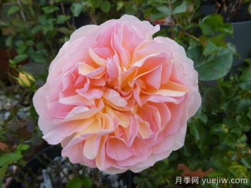 阿梅丽诺冬月季/爱蜜莉诺冬
