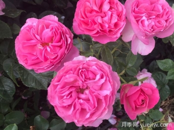 盛装打扮月季/精心装扮