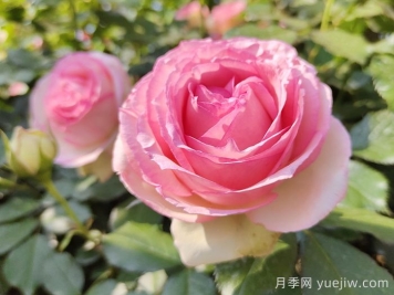 粉龙月季/粉色龙沙宝石月季