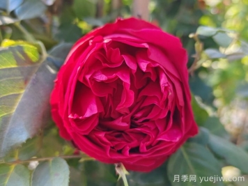 红龙月季/红色龙沙宝石月季