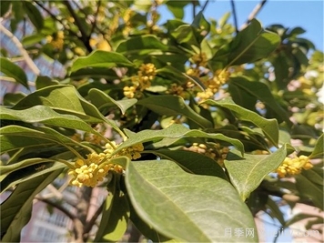 小区常见的三种绿化树种