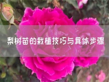 梨树苗的栽植技巧与具体步骤