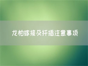 龙柏嫁接及扦插注意事项