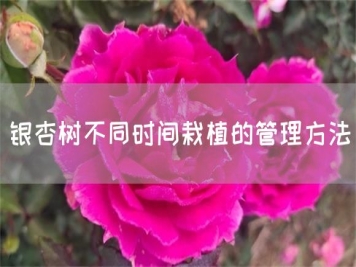 银杏树不同时间栽植的管理方法
