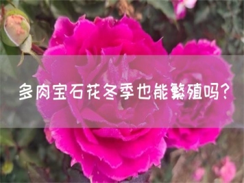 多肉宝石花冬季也能繁殖吗？