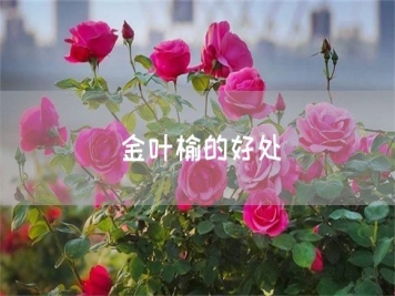 金叶榆的好处