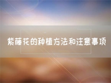 紫藤花的种植方法和注意事项