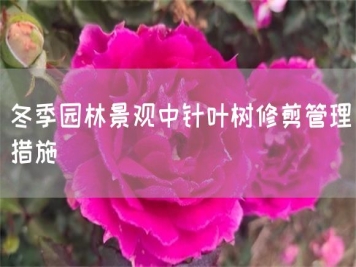 冬季园林景观中针叶树修剪管理措施