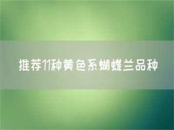 推荐11种黄色系蝴蝶兰品种