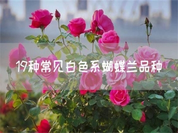 19种常见白色系蝴蝶兰品种