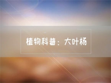 植物科普：大叶杨