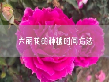 大丽花的种植时间方法