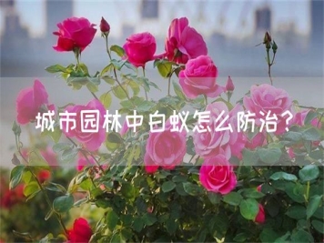 城市园林中白蚁怎么防治？
