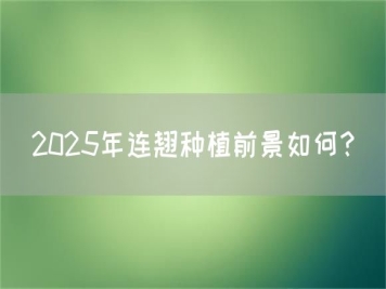 2025年连翘种植前景如何？