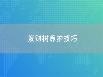 发财树养护技巧