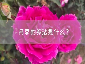 月季的养法是什么？