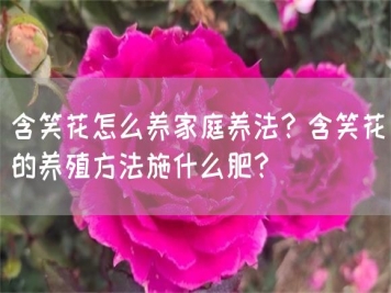 含笑花怎么养家庭养法？含笑花的养殖方法施什么肥？