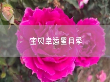 宝贝幸运星月季