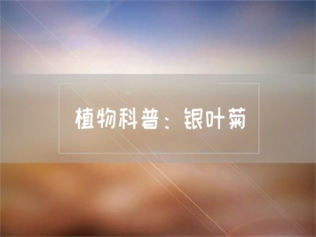 植物科普：银叶菊