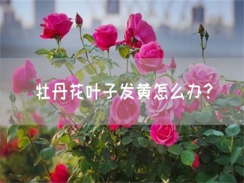 牡丹花叶子发黄怎么办？