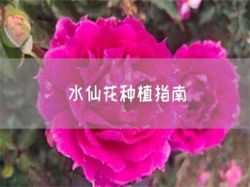 水仙花种植指南