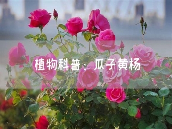 植物科普：瓜子黄杨