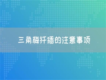 三角梅扦插的注意事项