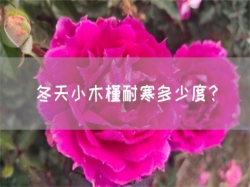 冬天小木槿耐寒多少度？