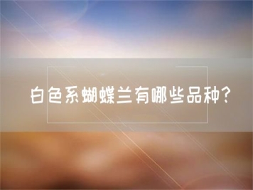 白色系蝴蝶兰有哪些品种？