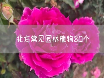北方常见园林植物80个