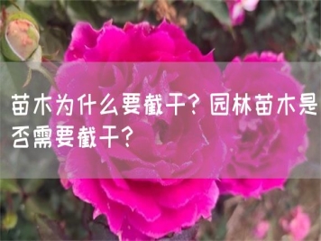 苗木为什么要截干？园林苗木是否需要截干？