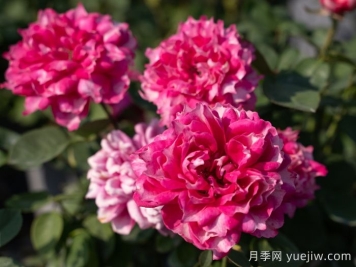 紫雾凝霜月季