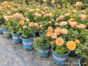 加仑盆月季苗
