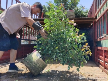 多年丛生月季苗/灌丛月季