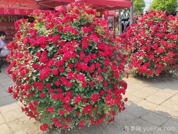月季花球