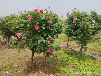 低桩月季/低杆月季