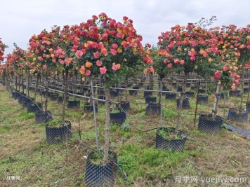 高分支树状月季/高桩月季